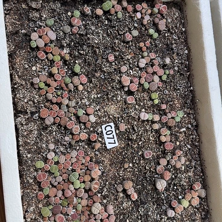 生77石花整框脱土发货不售后