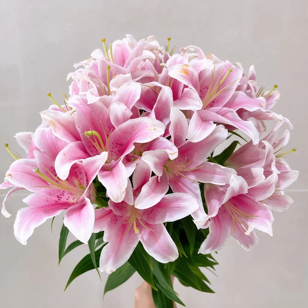 【索尔邦香水百合】东北基地直发芳香四溢居家水生鲜花