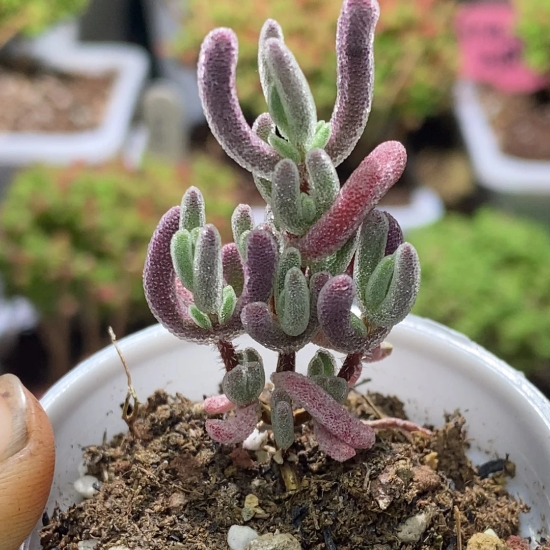 <****>实生红叶枝干番杏A566