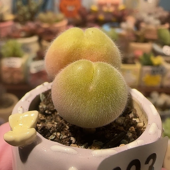 T可爱的毛翠滴盆口2.5cm