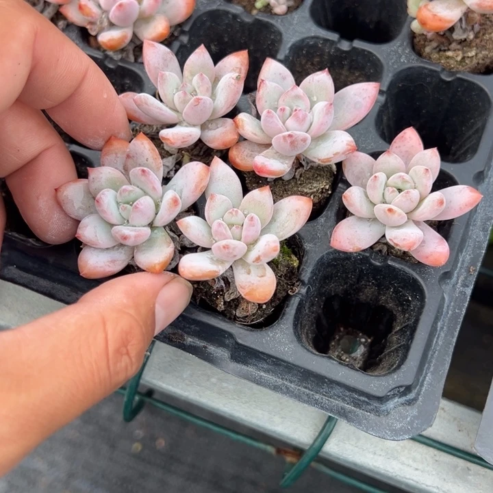 星星雪到手5颗3cm 量拍多肉满20元包邮满26送一颗下午发
