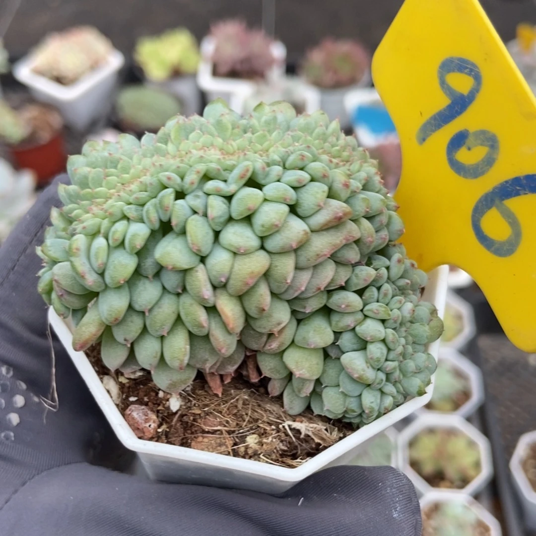 906白胖子缀多肉植物