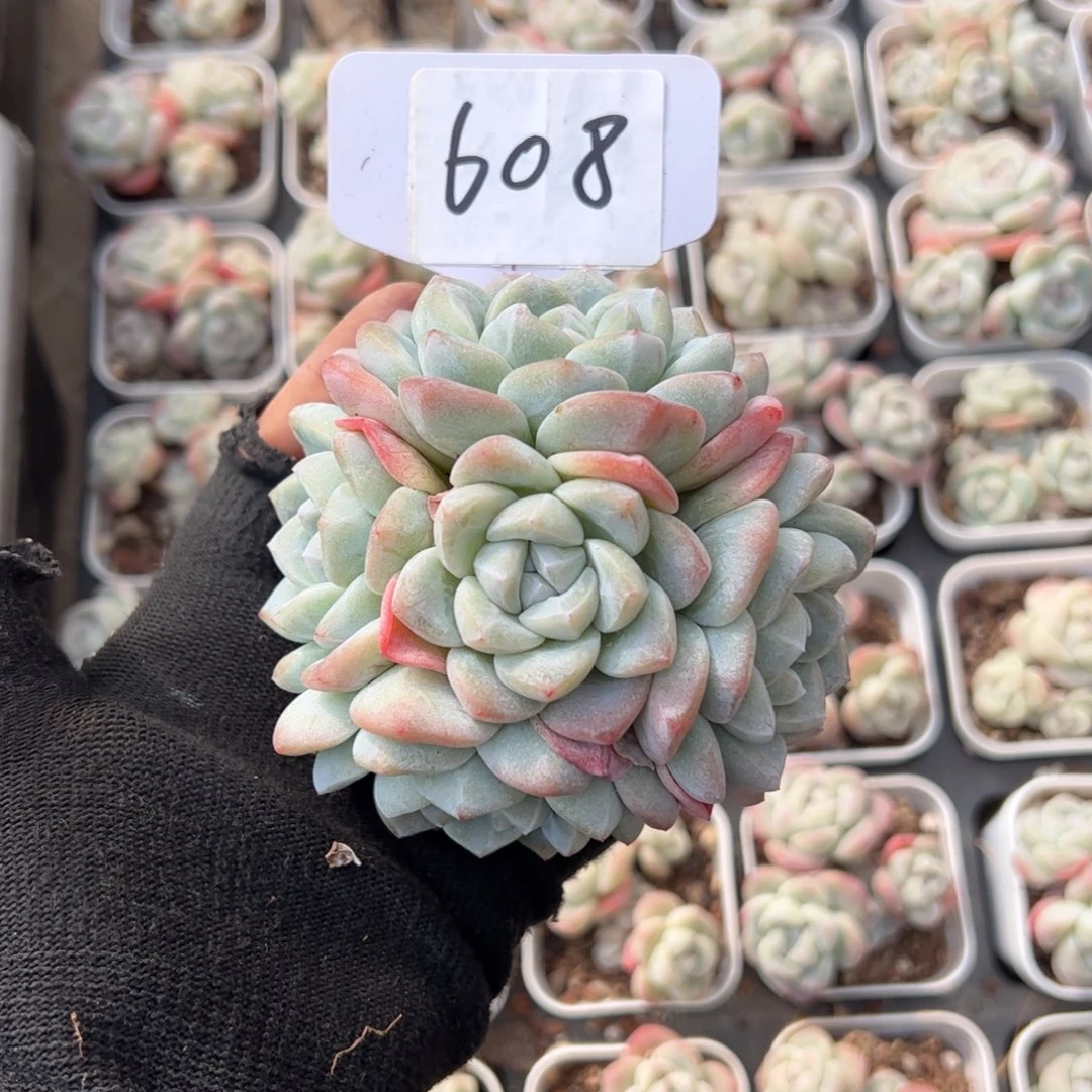 红陶刘*瑶608号多肉植物