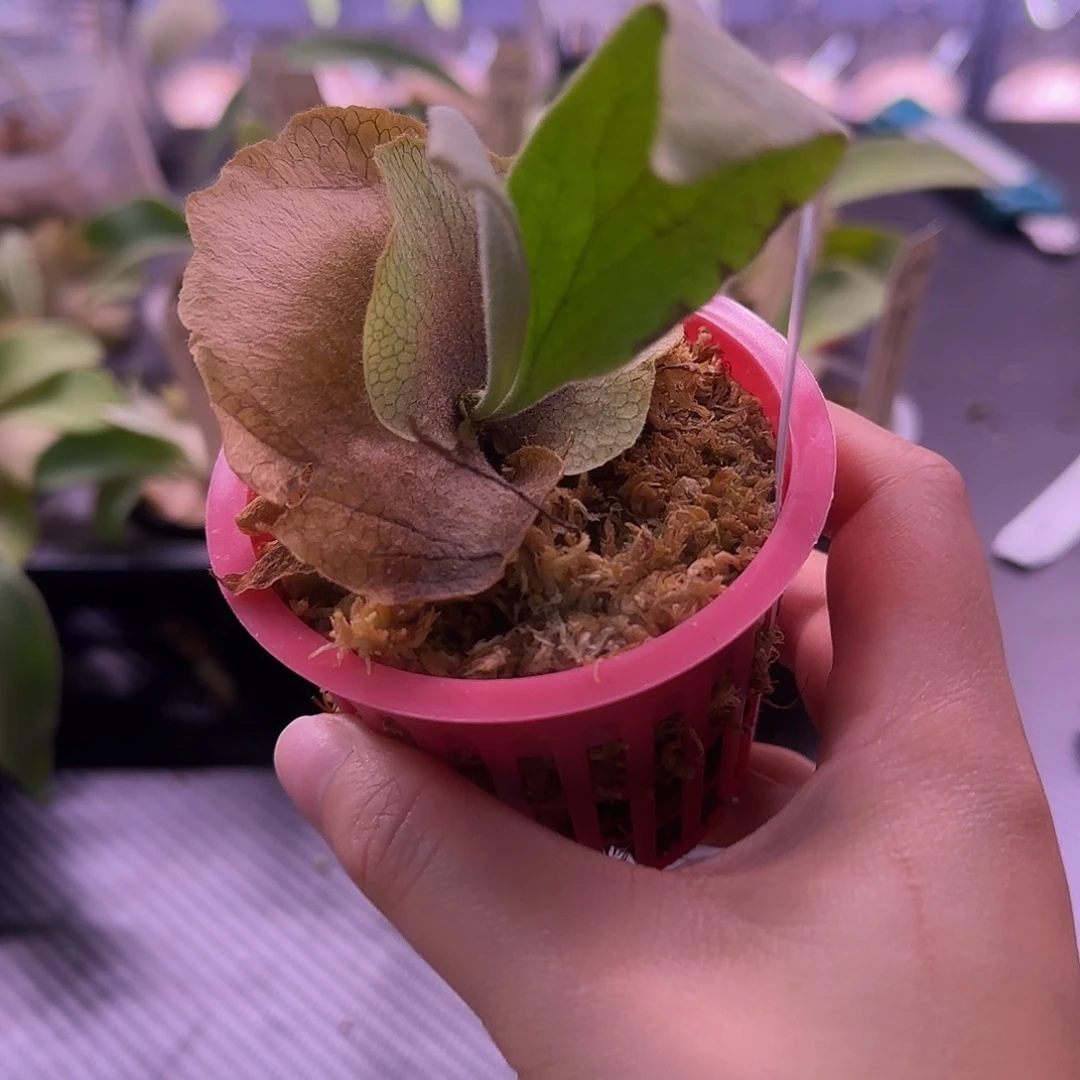 野猴鹿角蕨孢子苗