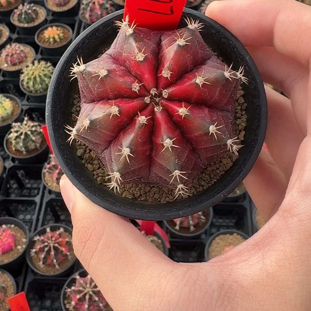 L409-1120广东发货