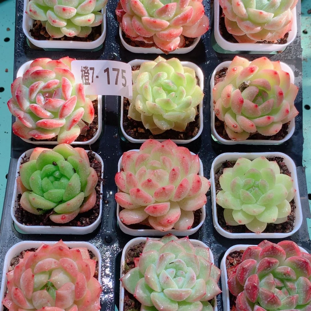 7-175一物一拍多肉带盆18颗