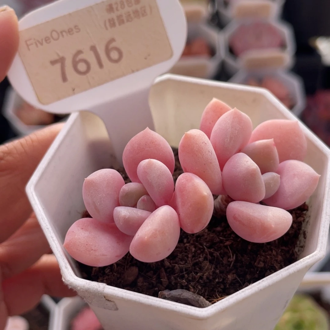 白鹭7616-6.0厘米