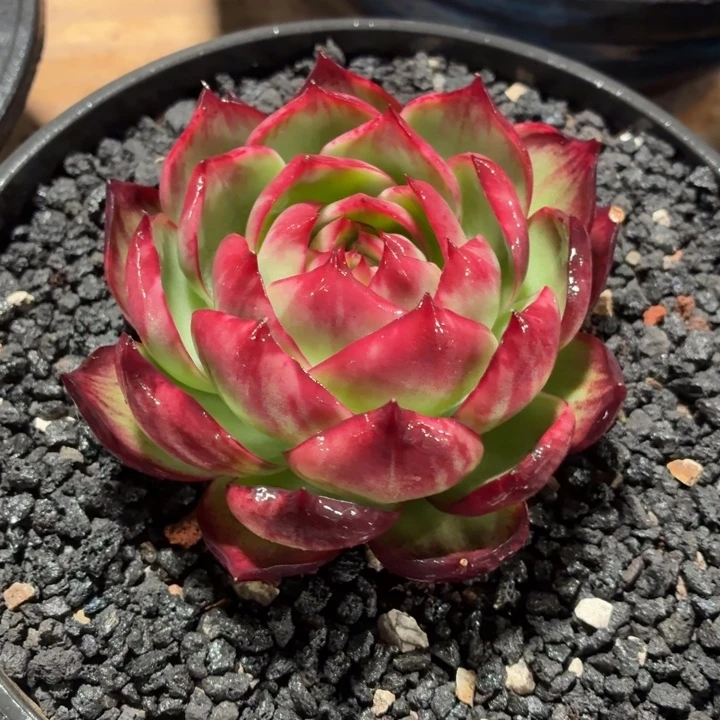 三****多肉植物惊鸿仙子