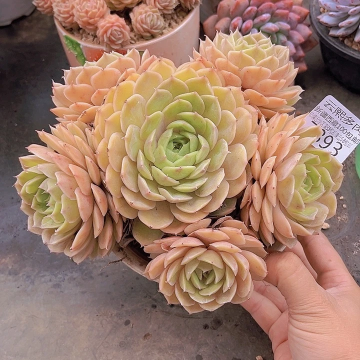7393昂斯诺。