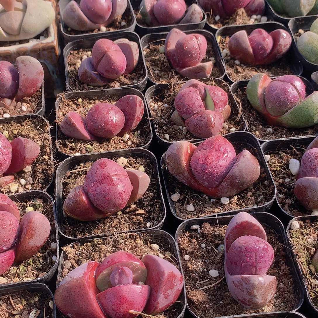 紫元宝24578899900000