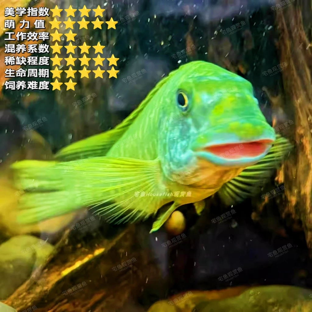 【宅鱼三大名嘴】绿龙王 淡水热带鱼观赏鱼 坦湖龙王鲷 三湖慈鲷鱼