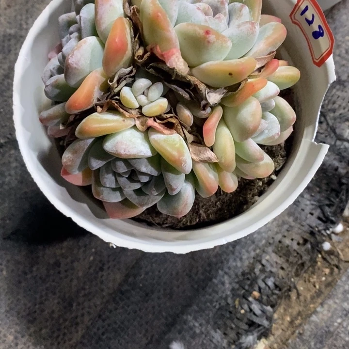 茹一物一拍冰玉多肉128