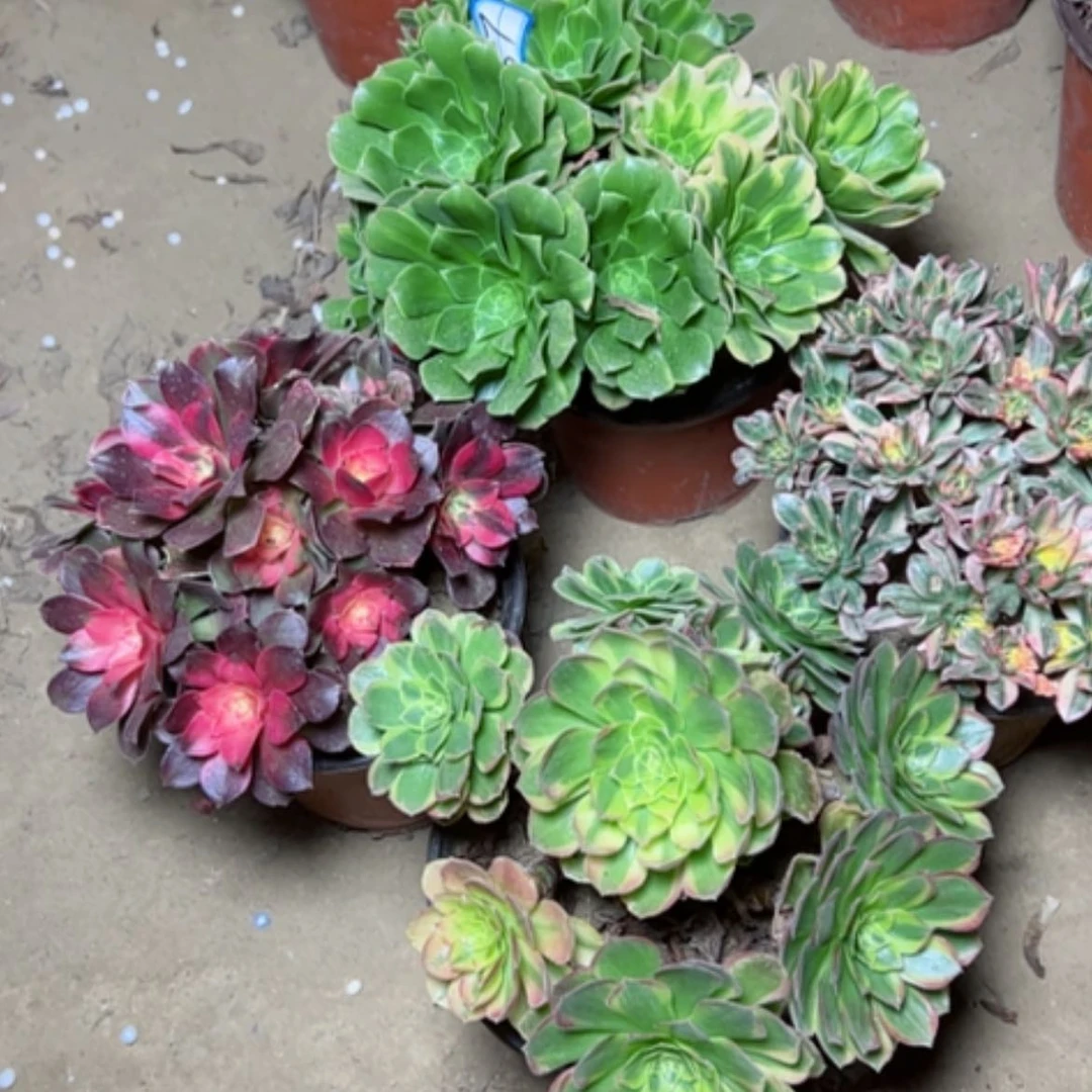 【闪购商品】香飞砍过57
