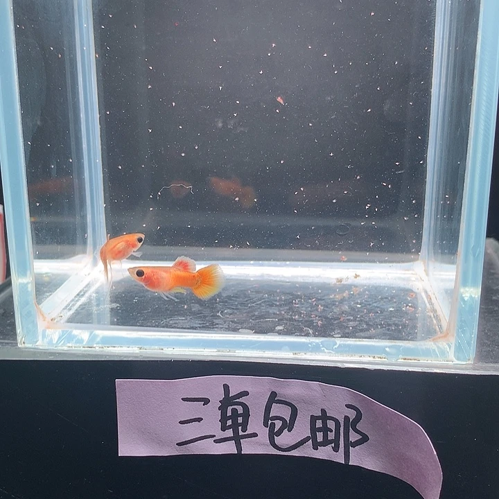 孔雀鱼黄金玻璃猫大c一对