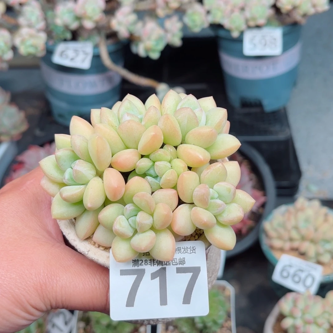 泡泡糖整群无盆土发货