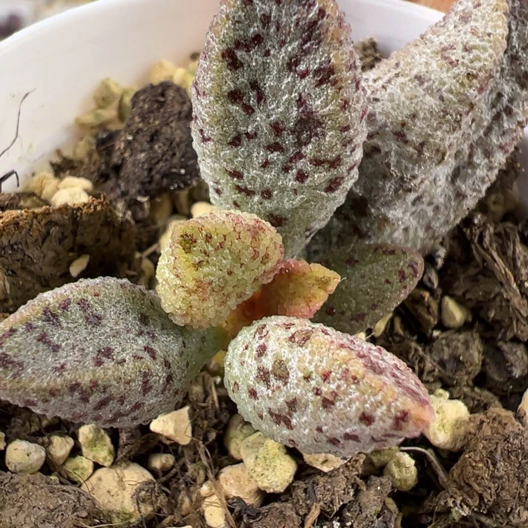 冰晶蛇皮多肉植物水泡