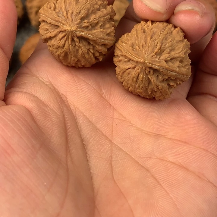 蚂蚁纹。