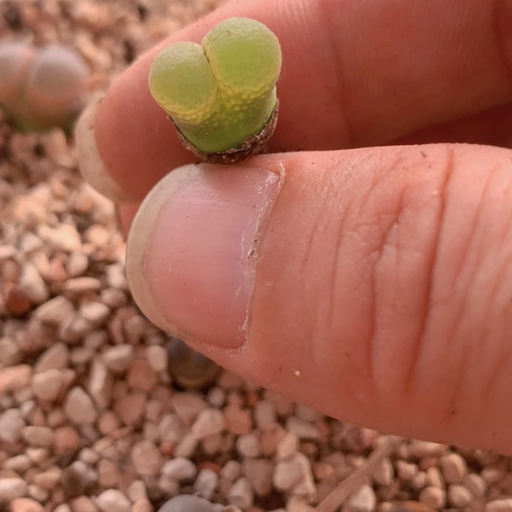 488888998888988658666