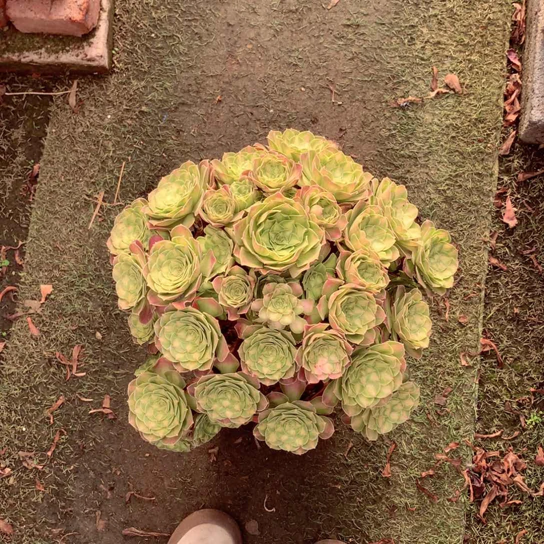 韶华捧花，多肉植物