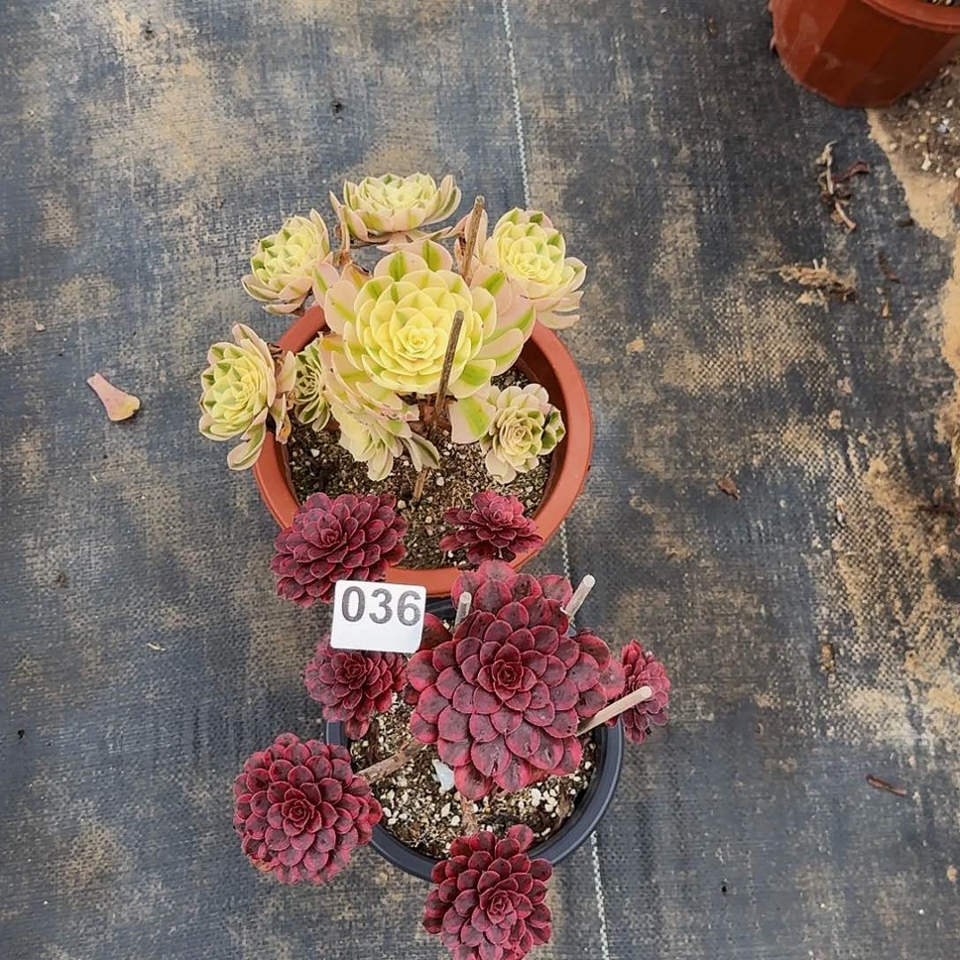 036倾城黑天鹅两颗福利价出