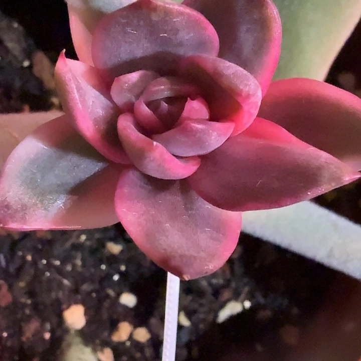 紫水晶锦多肉锦植物