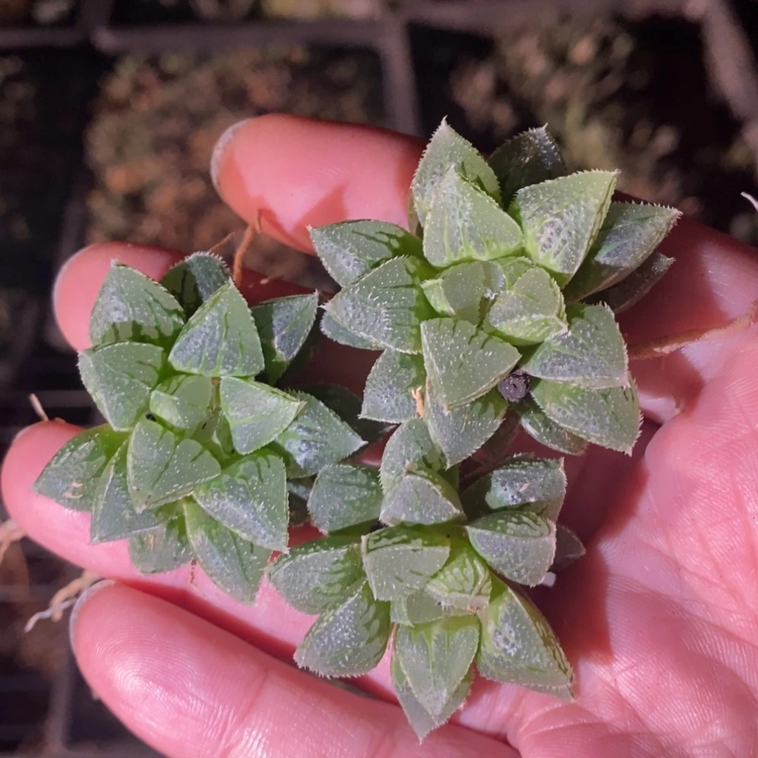 514 一颗新冰砂糖 做手捧花首选