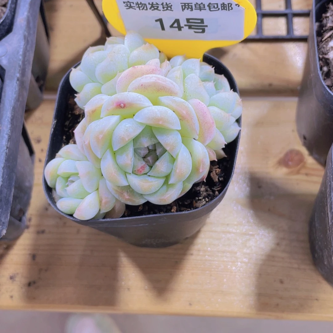 14号 白桃汽水四头群