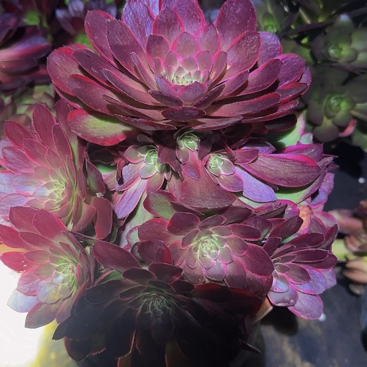 新品粉花妖捧花亏本福利