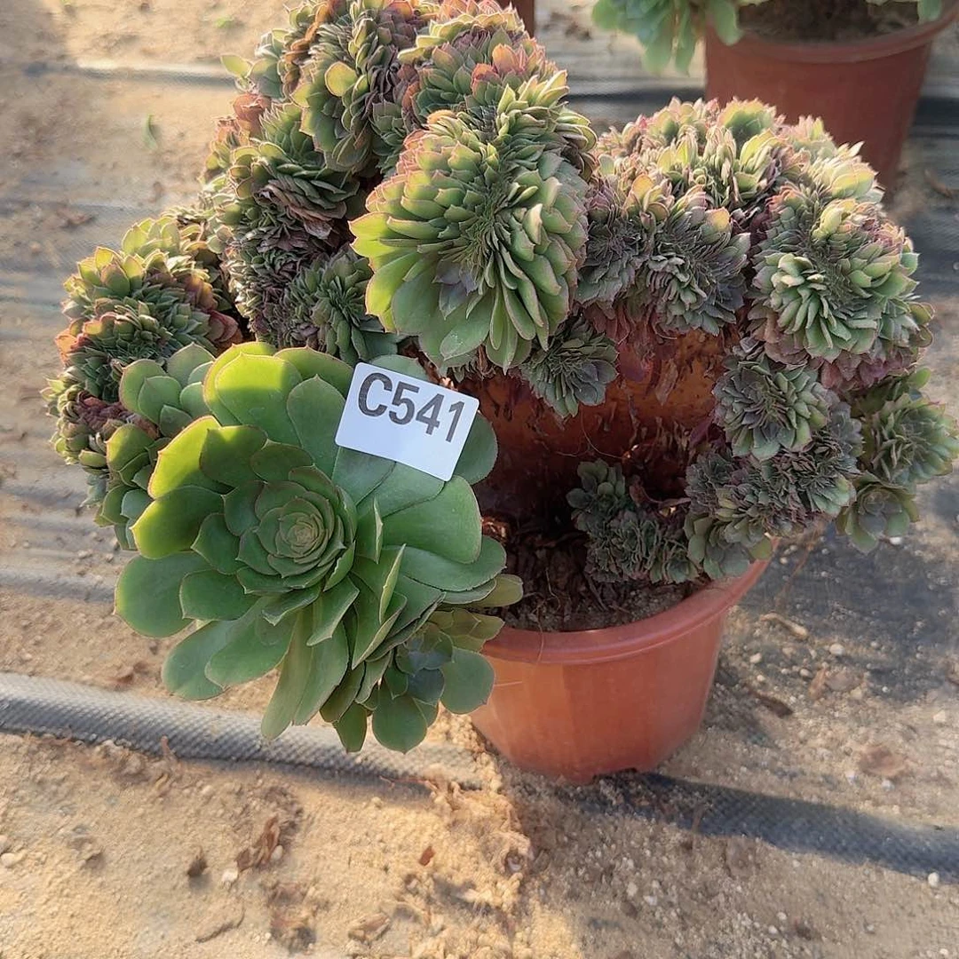 541万缀微瑕一颗呀呀