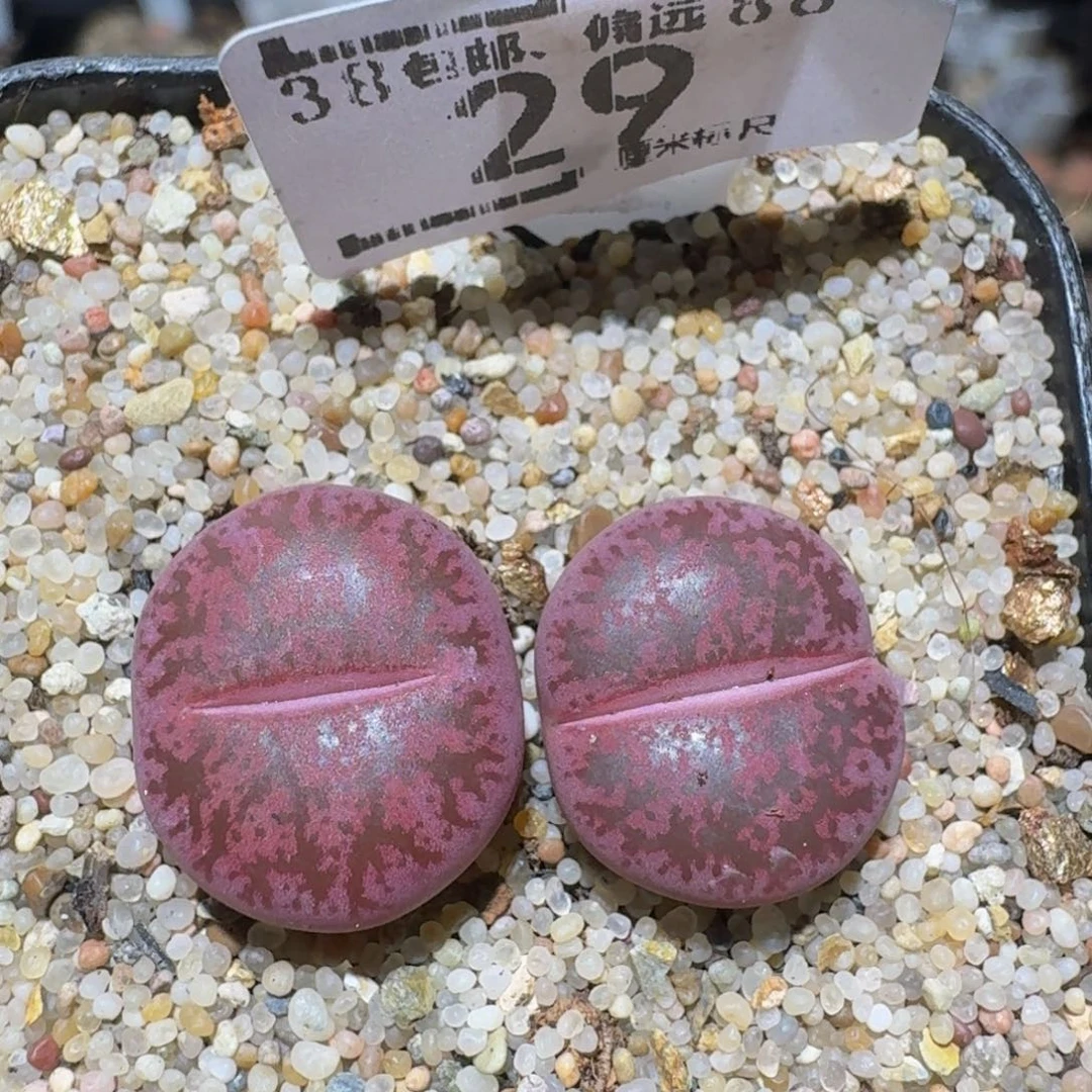 zzzz精品生石花29