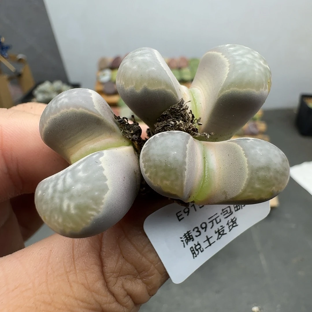 915多肉哈哈哈哈哈哈哈