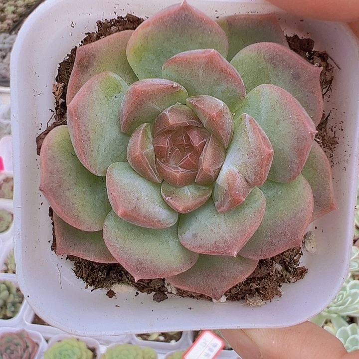 梦环泡影19包邮多肉