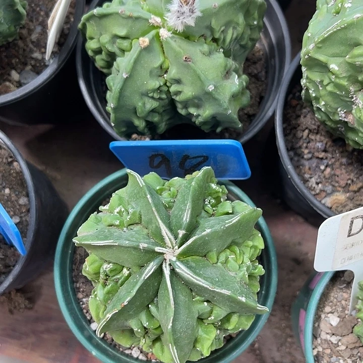 仙人球开花仙人球上