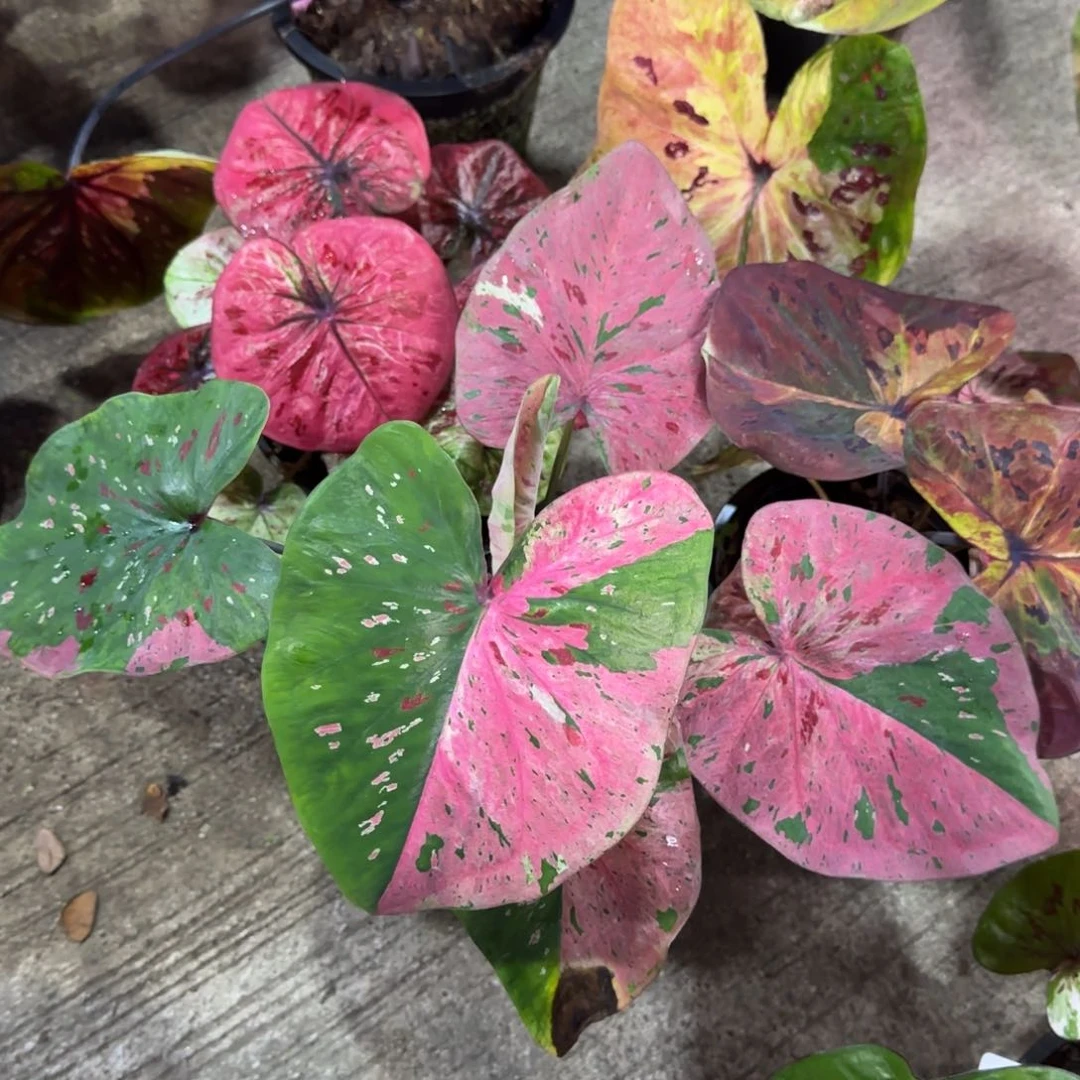 Z*?1-0930泰国发货心肝宝贝