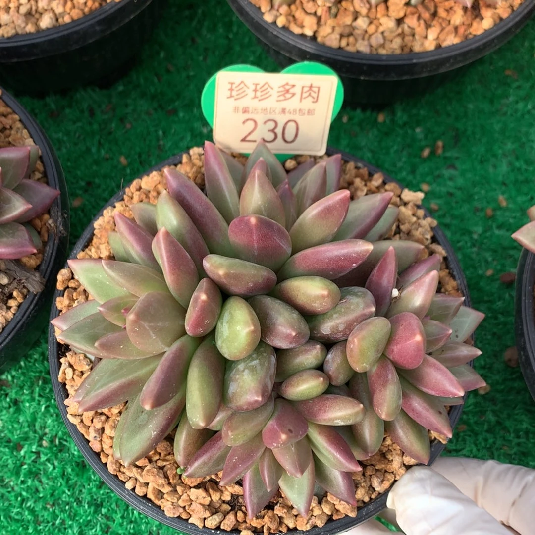 迷雾泡泡无砍平头230