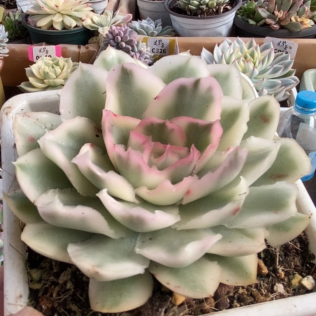 002紫蝴蝶代崽崽哈哈哈