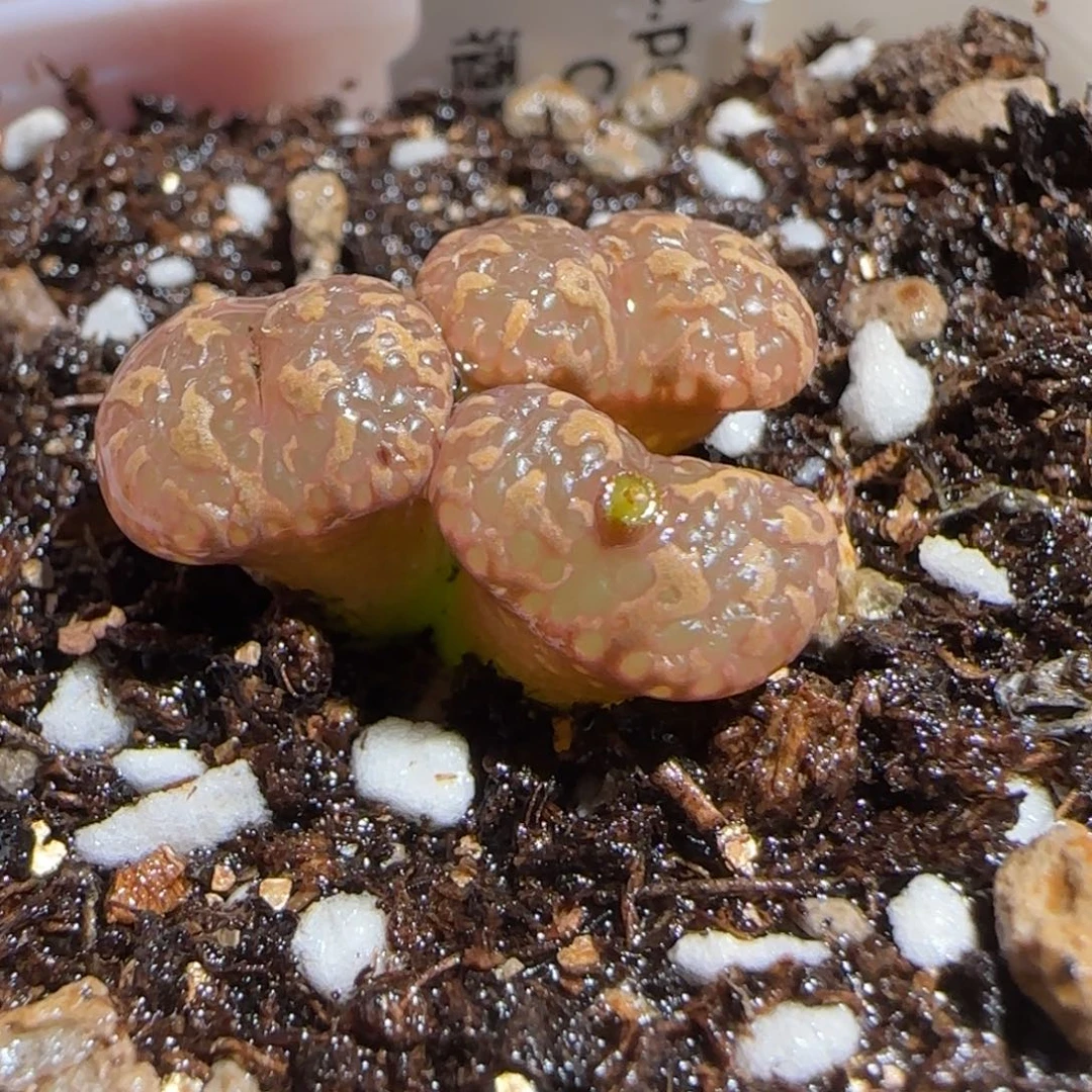 肉锥多肉植物组合-泡泡勋1418