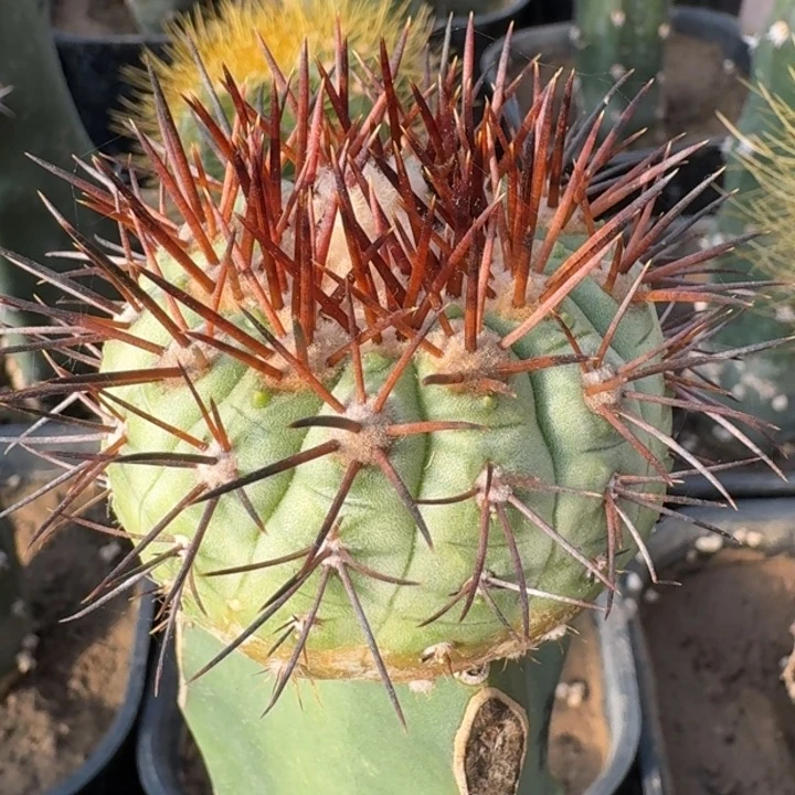 橘刺鬼神龙66666666