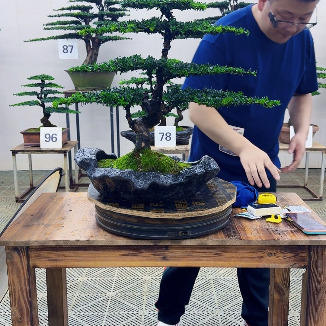 无花朵珍珠罗汉松造型盆景