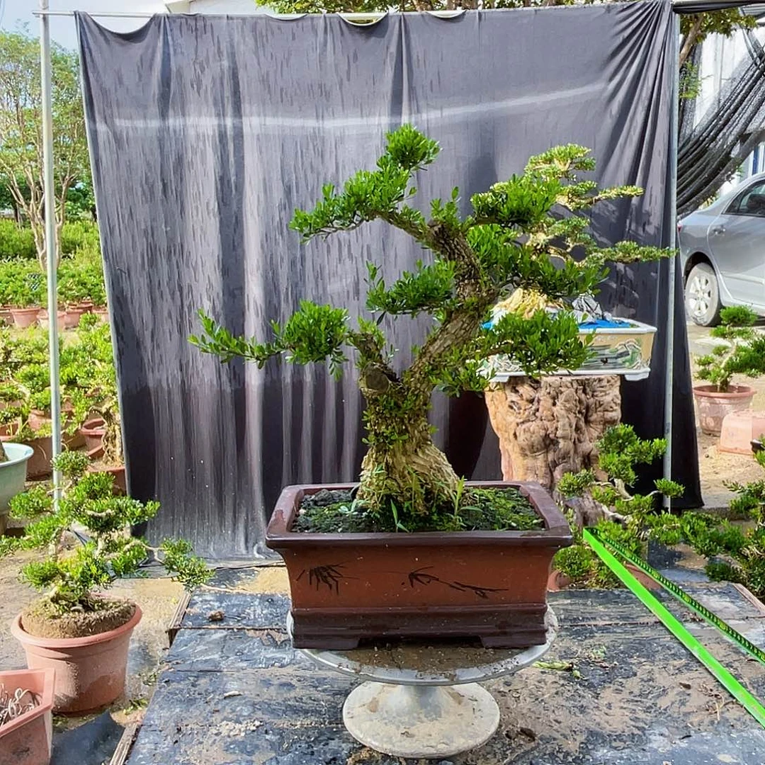 当前无花栽培后可以开花