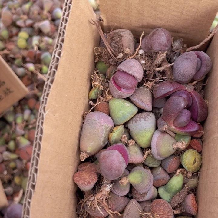 一箱拖土单头8888888888