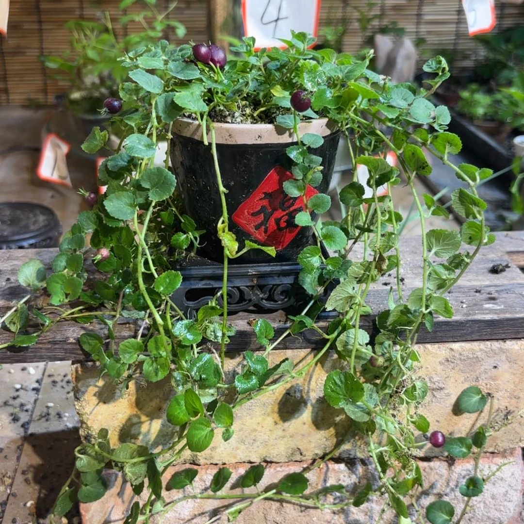 绿***人无花朵退款拉黑一物一拍82