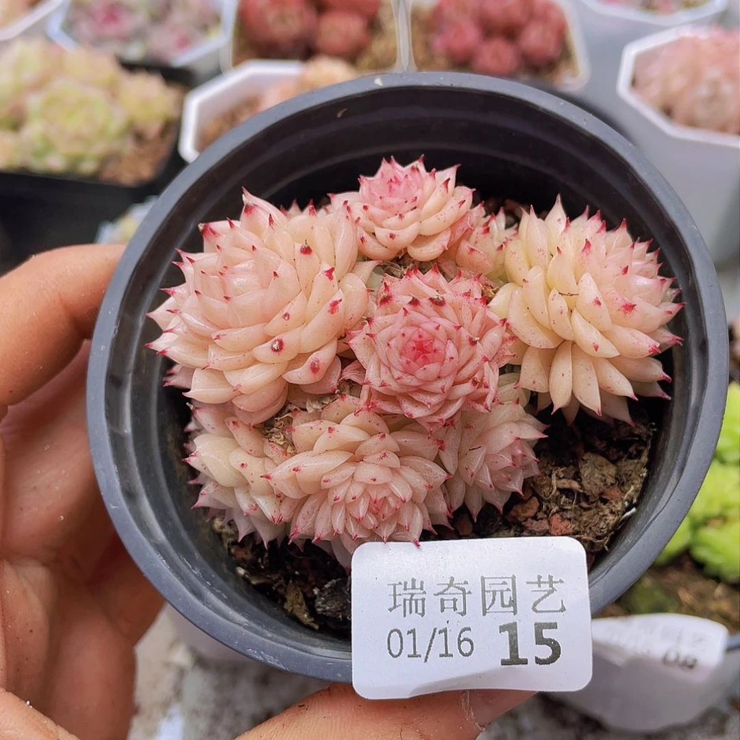 0000000000000015量拍