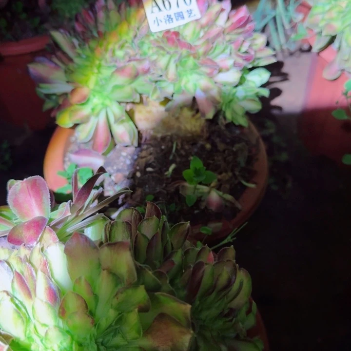 670韶华缀化多肉植物满28包邮