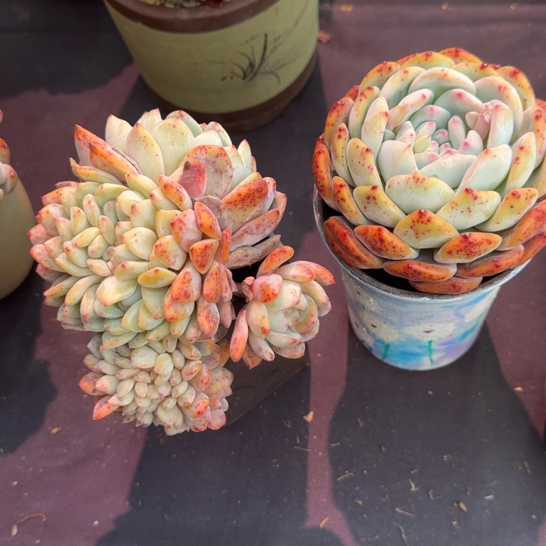 _*7悬崖缀化，专拍链接