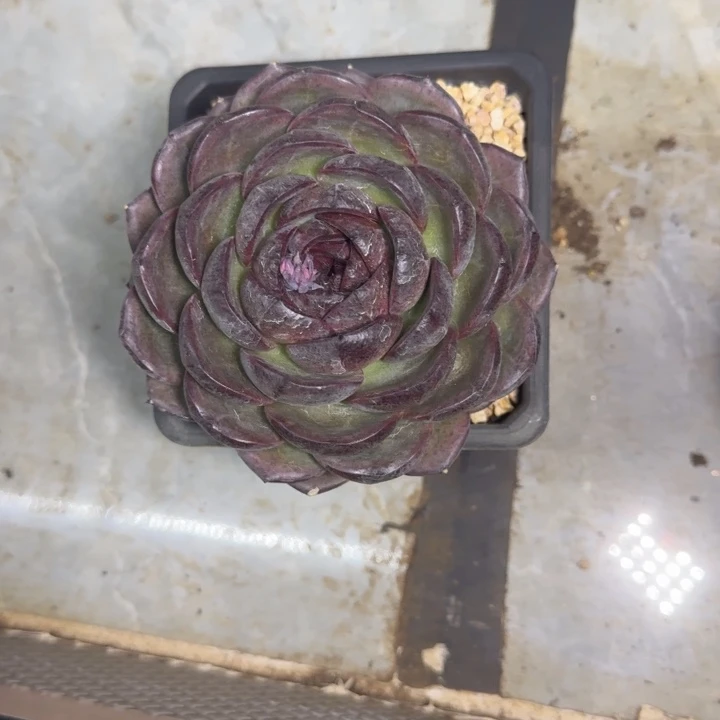 玄橙 单头  一物一拍