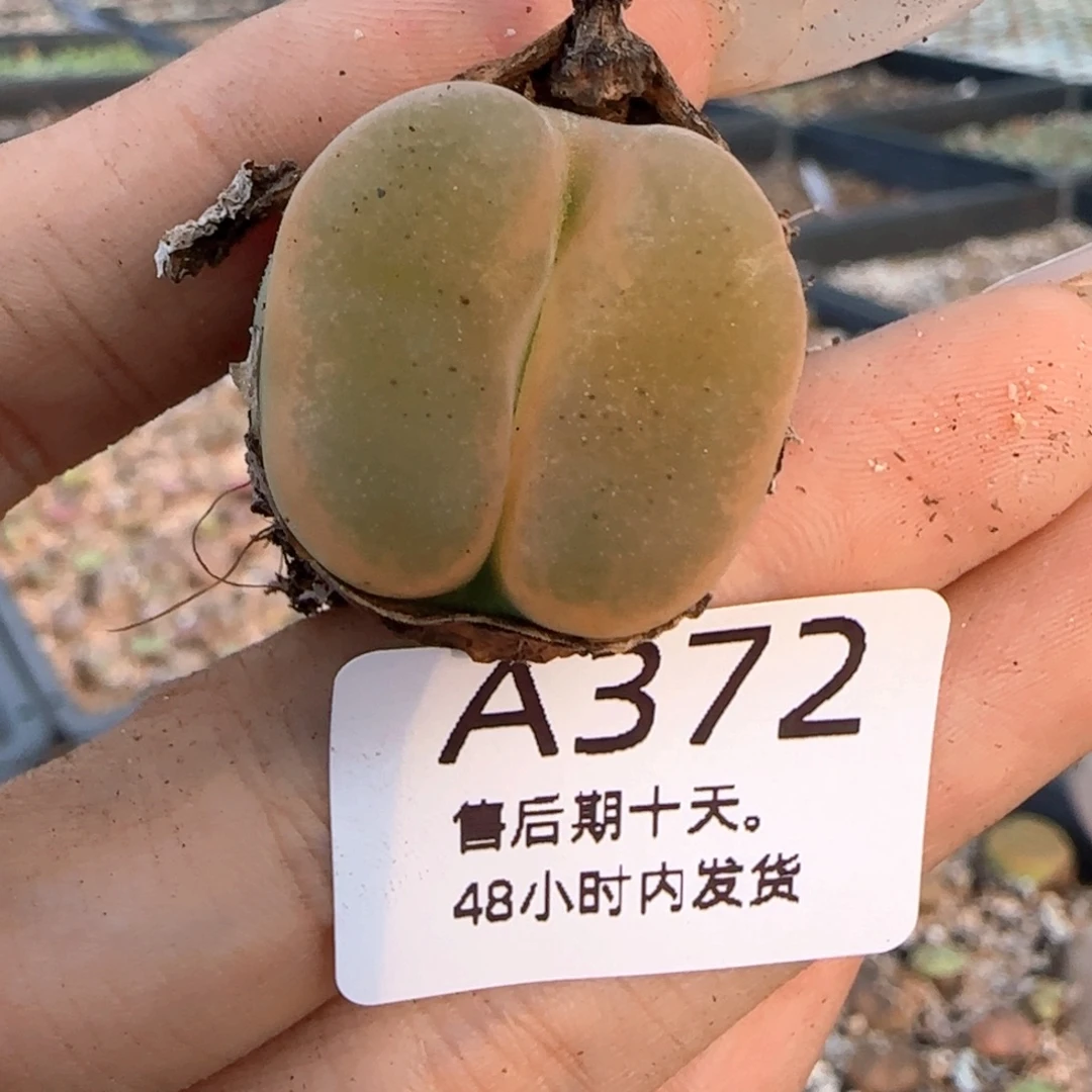 E***O福利。   372。