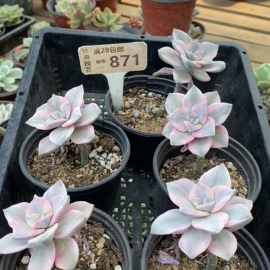 小*点871一一一一一一一一一