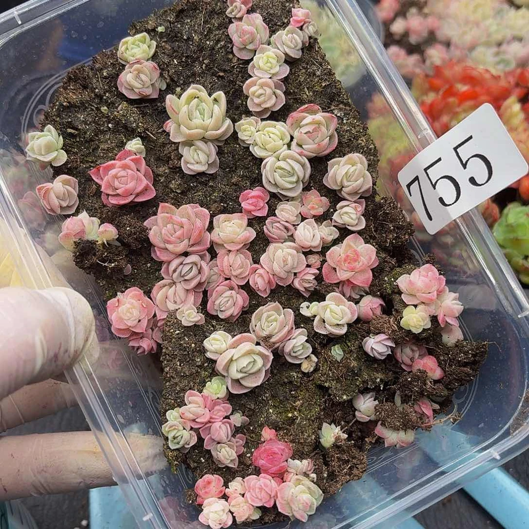 多肉植物多肉植物755