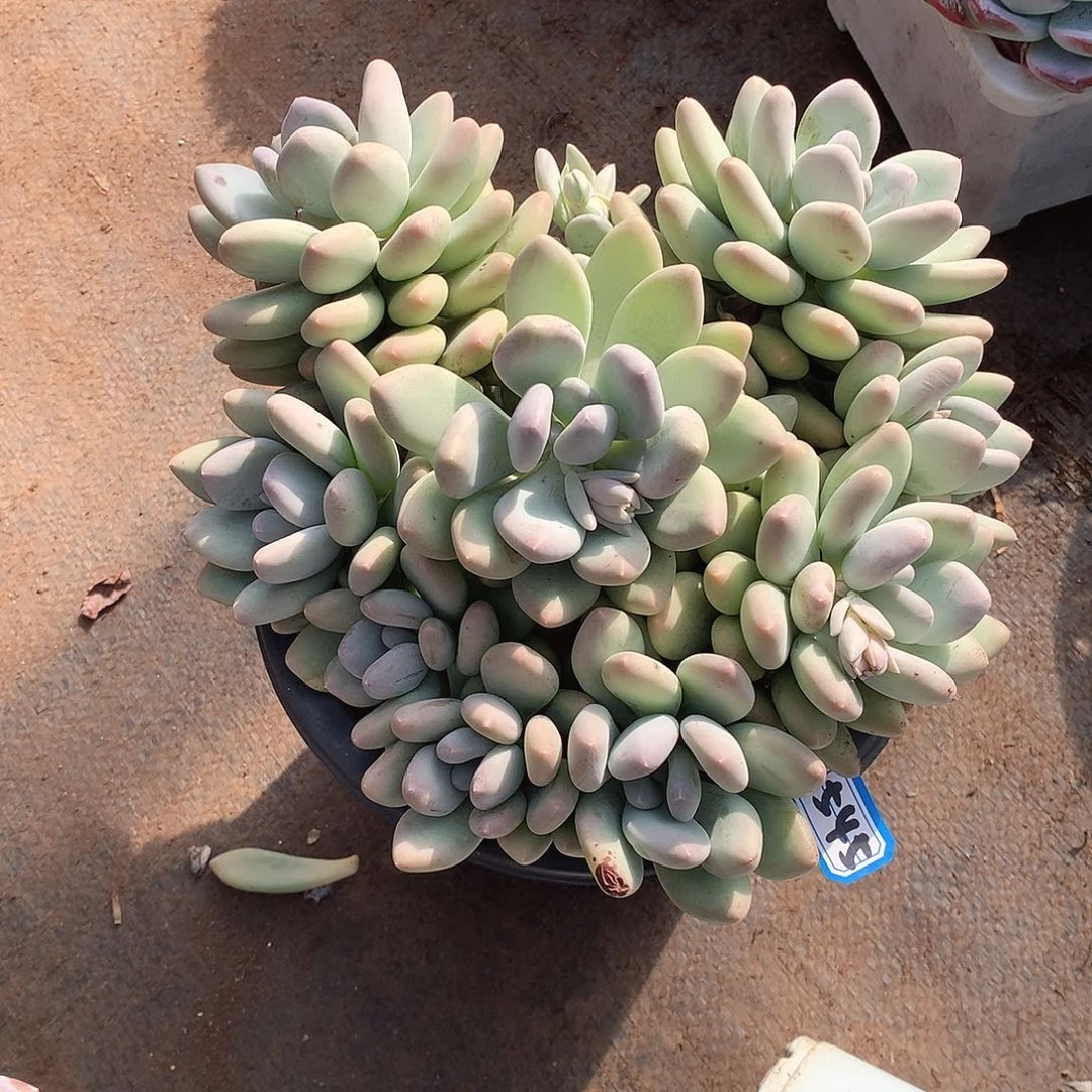 545奶杂 一物一拍多肉